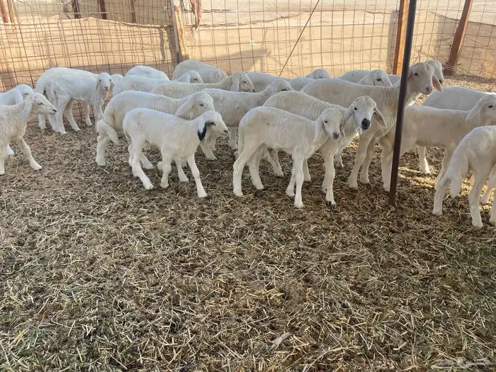 غنم خلفات 13