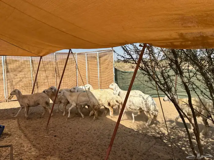 رخال حريه صنف ( تم البيع الله يبارك للشاري ي رب ) . 5