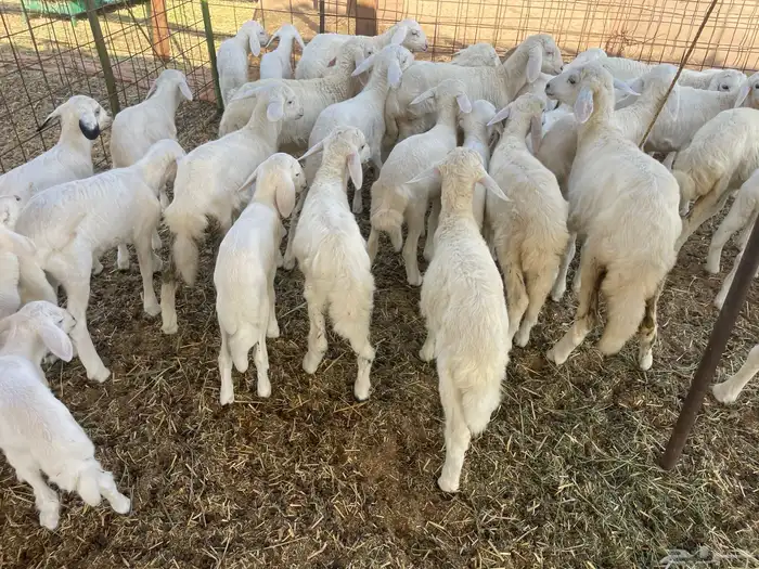 غنم خلفات 11