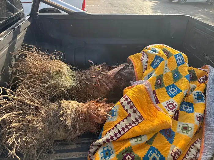 واشنطونيا للبيع 0