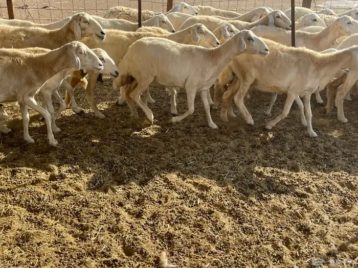 غنم خلفات 10