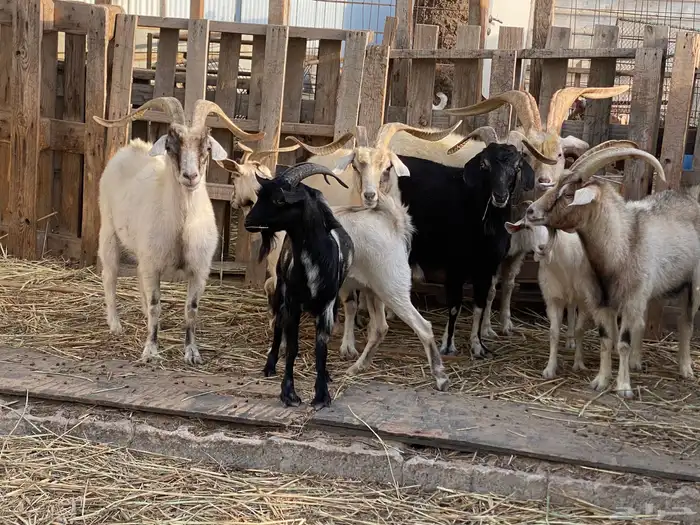 ماعز كشميري عدد 6 اناث و فحلين 4