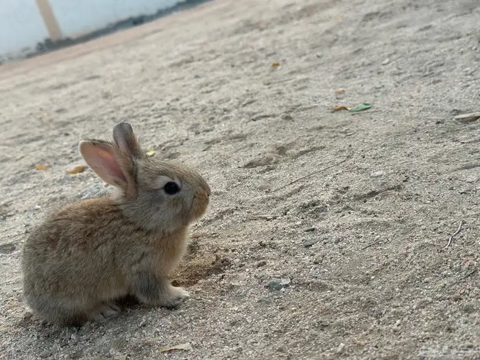 ارانب لي البيع 5