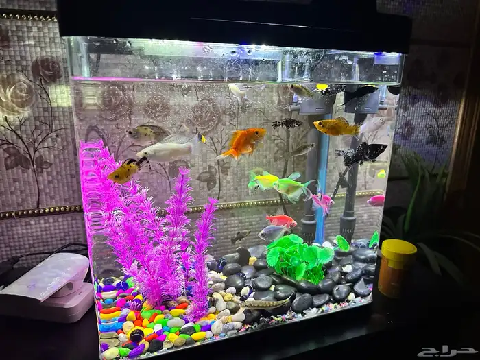 حوض سمك زينة للبيع كامل مع السمك استخدام شهر 4
