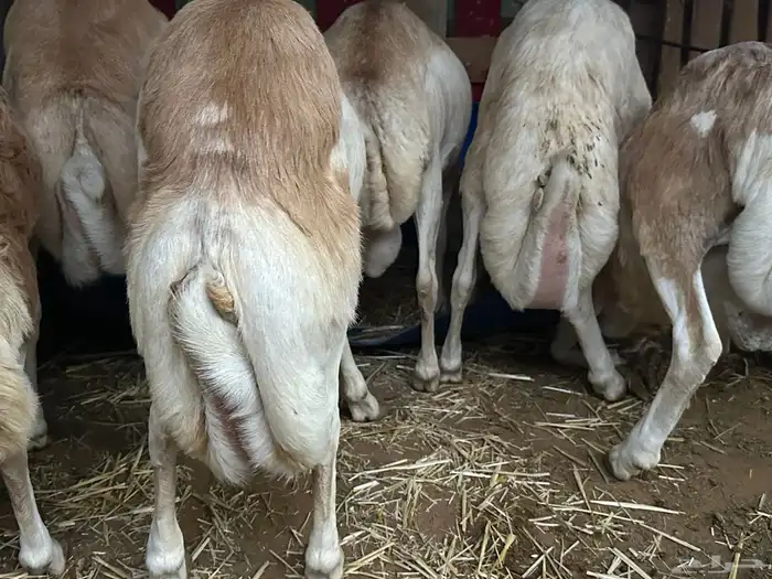 رفيد جذعان مرابي طب وتخير 76