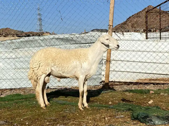 طلي حري صنف الصنف ثني فحل مشروط يقشع 0