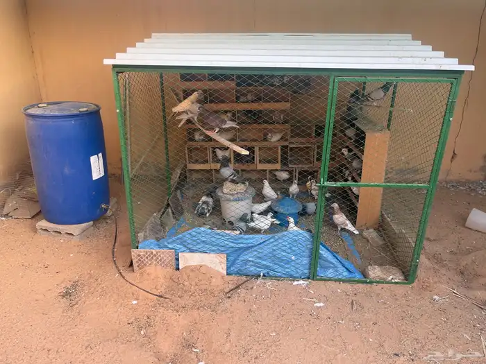 القصيم. بريده. 0