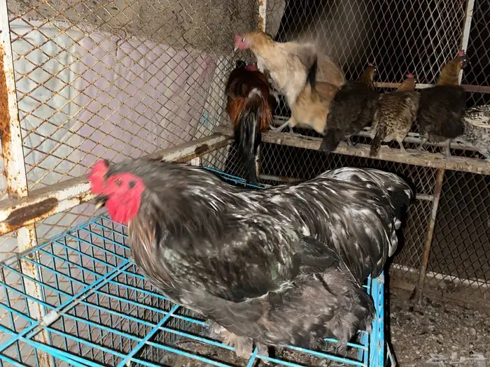 للبيع ديك براهما 1