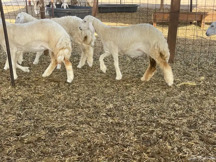 للبيع رخال ذبايح وتنفع مقاني 3