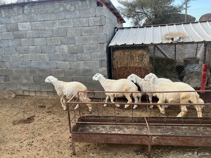 7 طليان حري العمر 5 اشهر 1