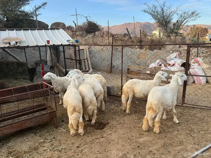 7 طليان حري العمر 5 اشهر 3