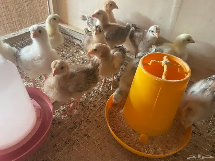 فروخ دجاج بلدي وفيومي 7