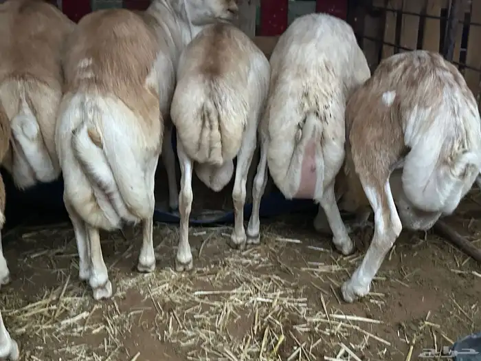 سواكن مرابي عمر 4 شهور 72