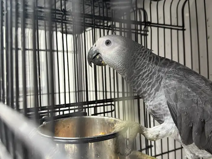 فروخ كاسكو جملة 3