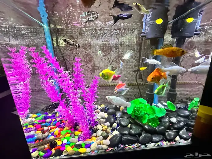 حوض سمك زينة للبيع كامل مع السمك استخدام شهر 3