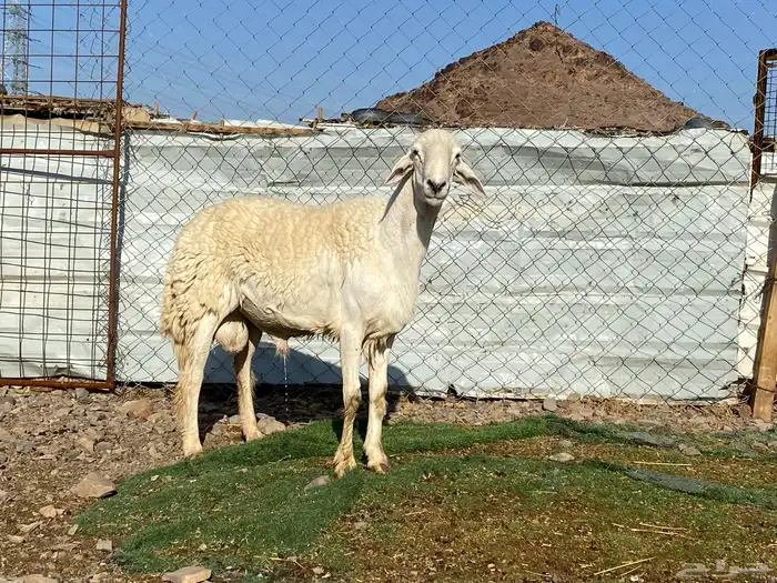 طلي حري صنف الصنف ثني فحل مشروط يقشع 4