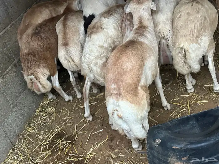 سواكن مرابي عمر 4 شهور 78