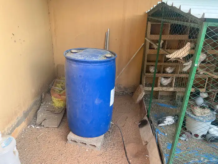 القصيم. بريده. 1