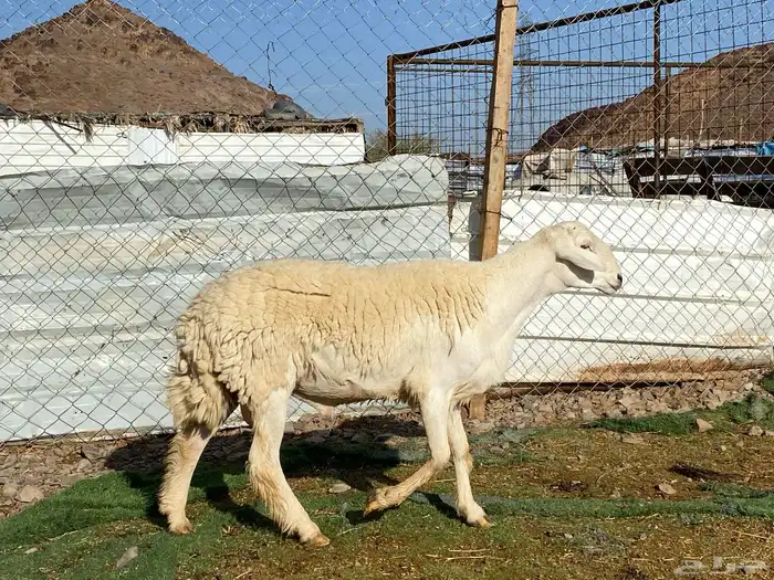 طلي حري صنف الصنف ثني فحل مشروط يقشع 6