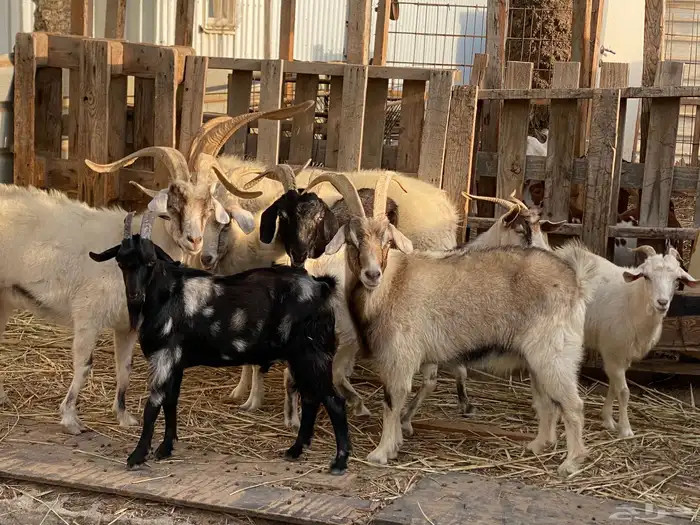 ماعز كشميري عدد 6 اناث و فحلين 3