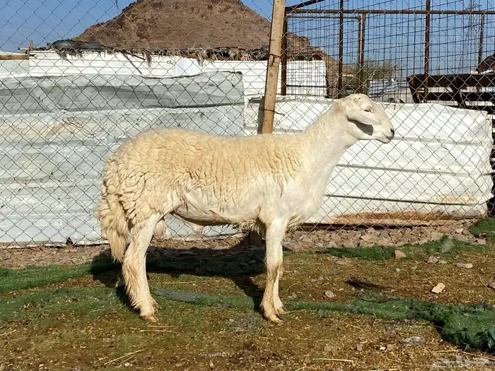 طلي حري صنف الصنف ثني فحل مشروط يقشع 7