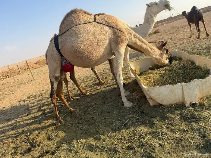 للبيع عشرا شقحاء معها بكره(تم البيع) 7