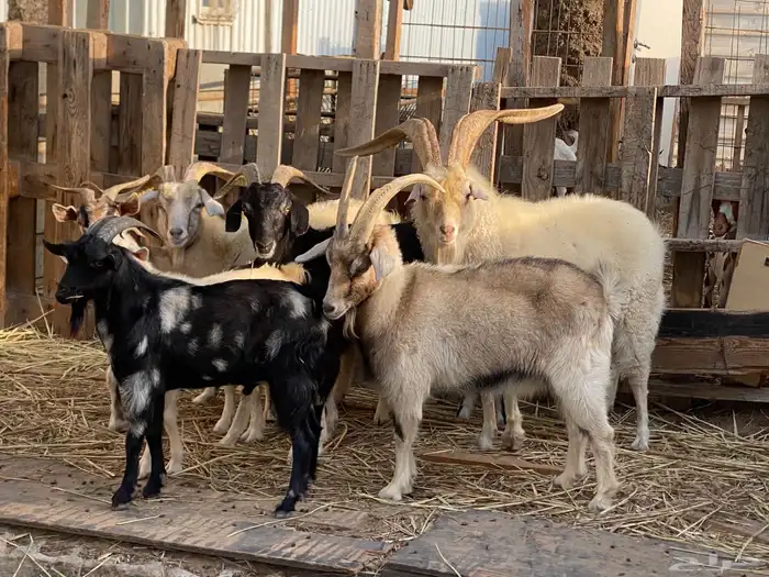 ماعز كشميري عدد 6 اناث و فحلين 0