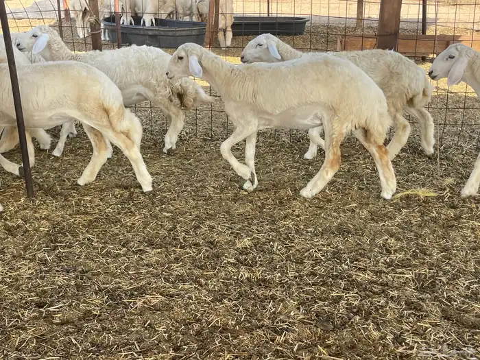 للبيع رخال ذبايح وتنفع مقاني 2