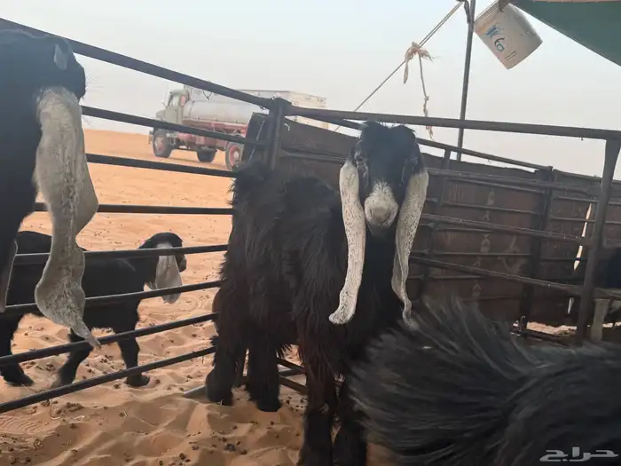 جفرات عوارض ثلاث للبيع منوة القناي 0