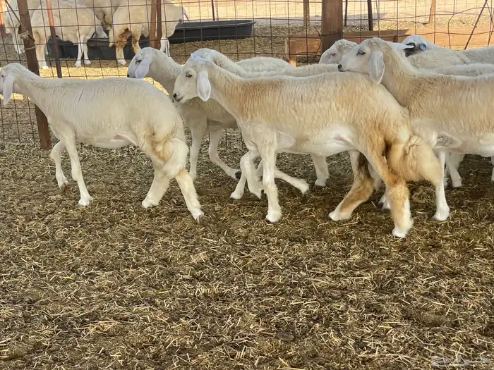 للبيع رخال ذبايح وتنفع مقاني 10