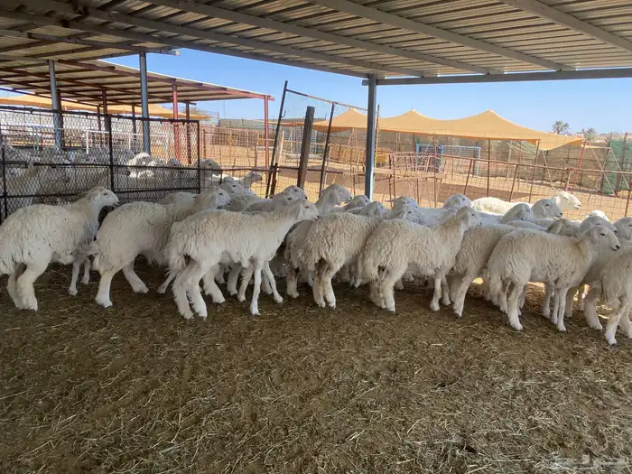 ( رخال جذعات دفيع مشروطة ) 2