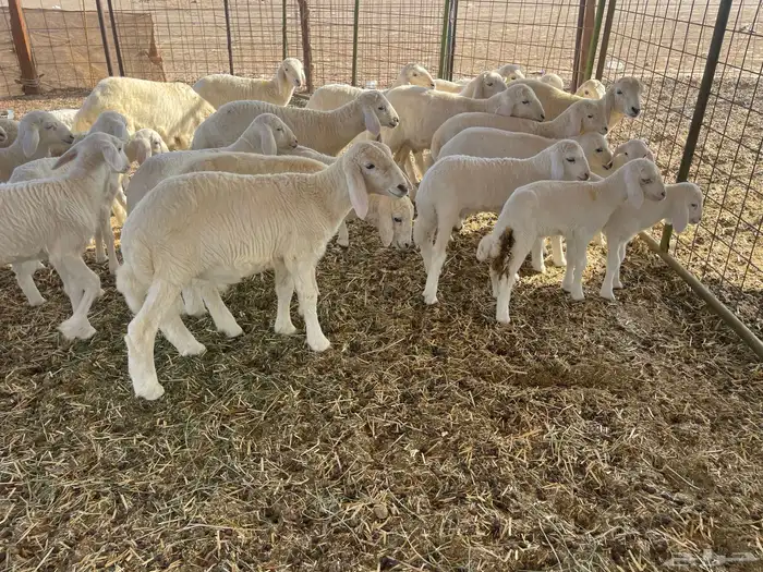 غنم خلفات 14