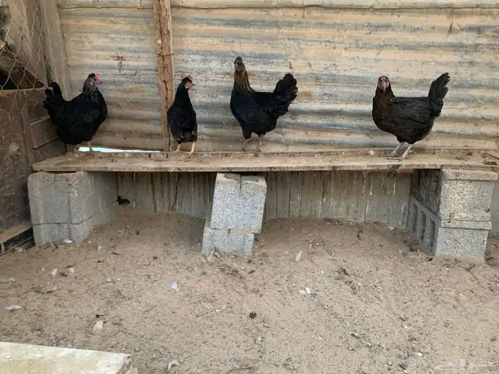 للبيع دجاج 2