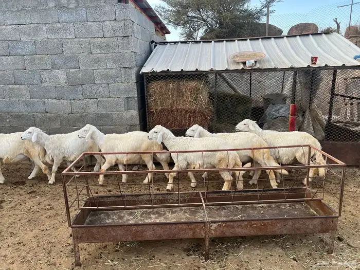 7 طليان حري العمر 5 اشهر 2