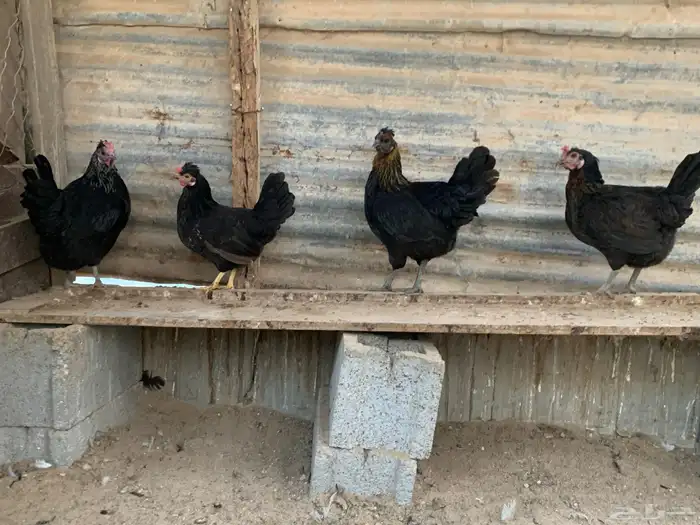 للبيع دجاج 0