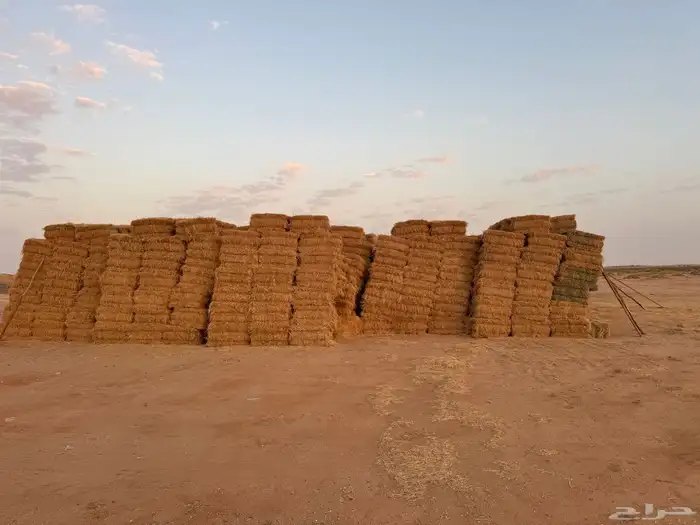 برسيم طيب شدد وورق وتبن شعير 1