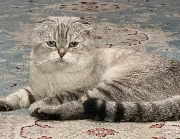 قط سكوتش فولد 3