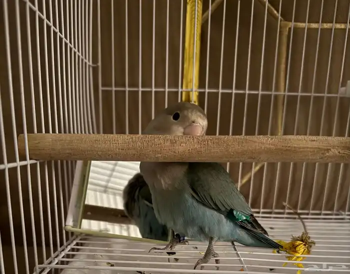 للبيع روز انثى اليفه 4