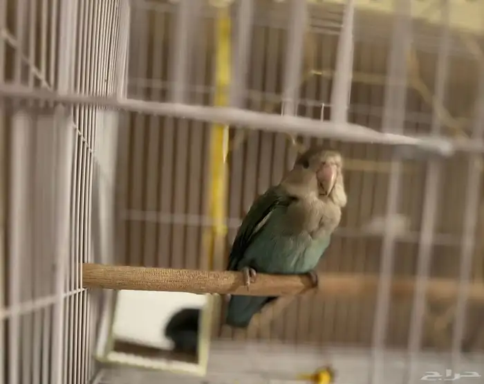 للبيع روز انثى اليفه 3