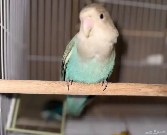 للبيع روز انثى اليفه 2