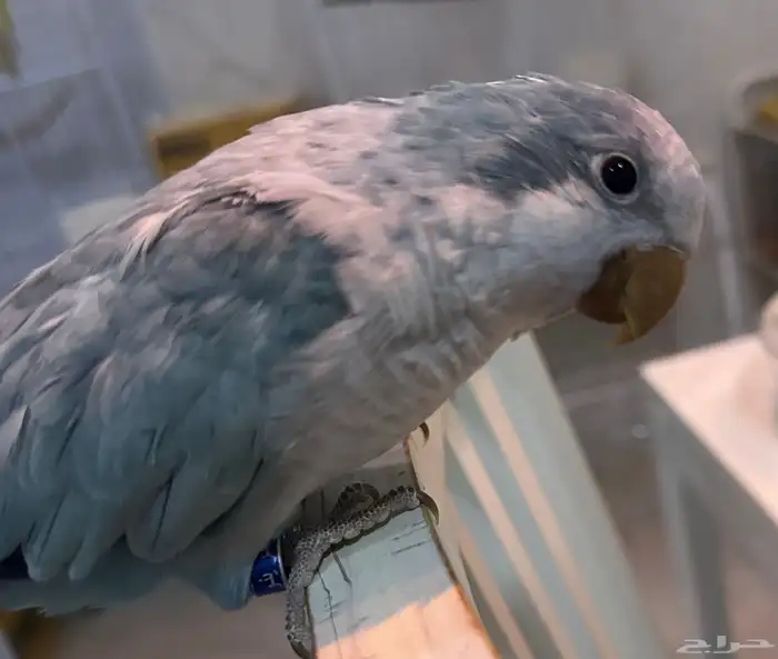 كويكر ازرق انثى اليفه 2