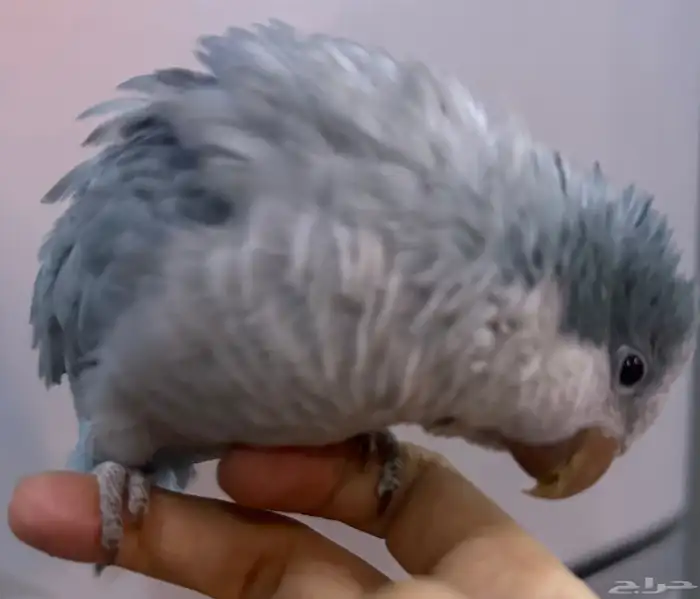 كويكر ازرق انثى اليفه 0