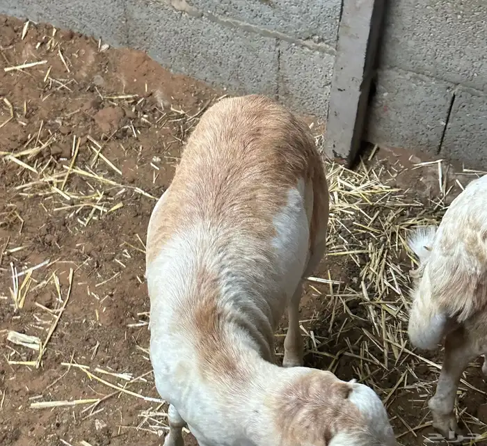 رفيديات جذعان مرآبي 3