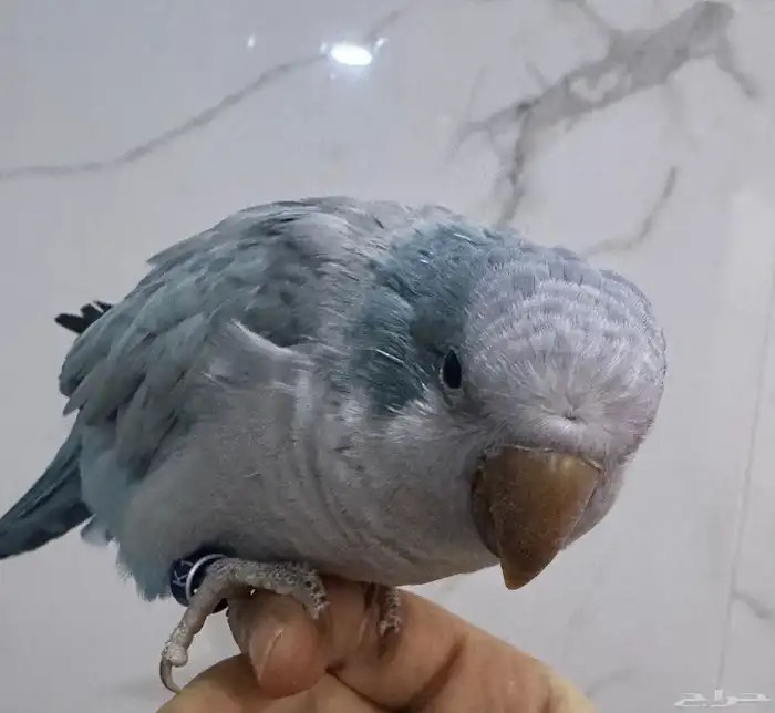 كويكر ازرق انثى اليفه 3