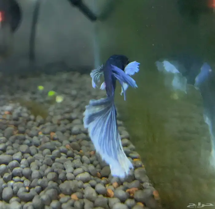 فايتر اذن الفيل 0