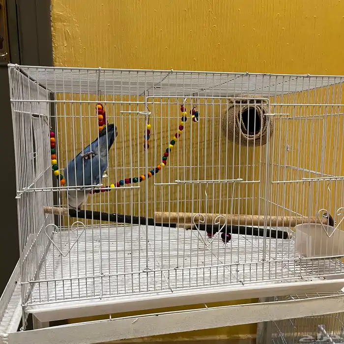 طير روز للبيع 4