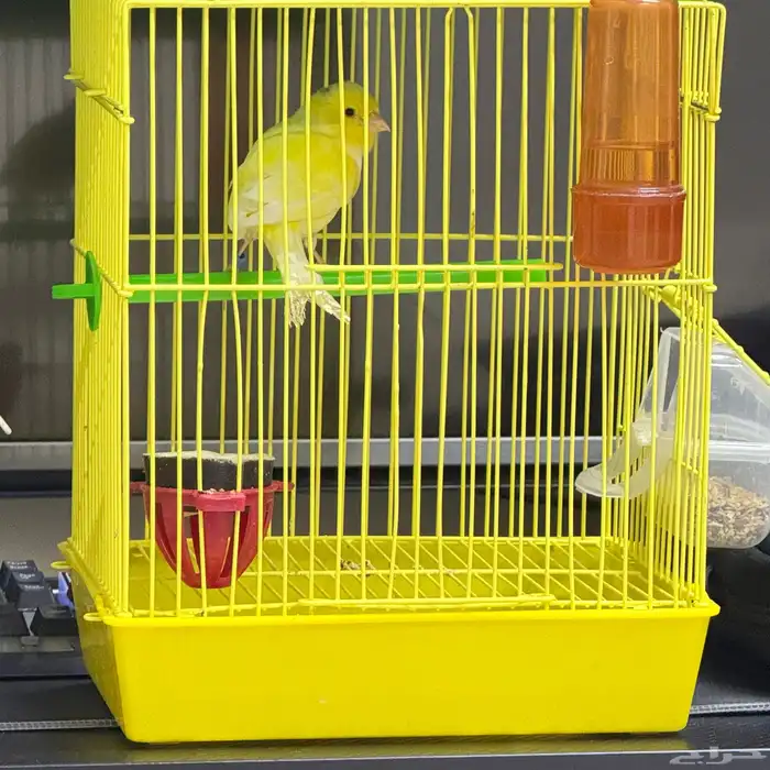 كناري ذكر مغرد 5