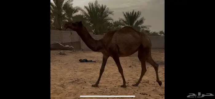 للبيع بكره حقه عونيه طيبه 0