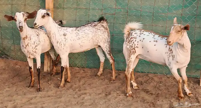 جفار بيشيه وشح دفع مشروطة تم البيع 7