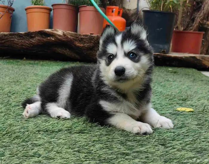 كلاب هاسكي جراوي 9